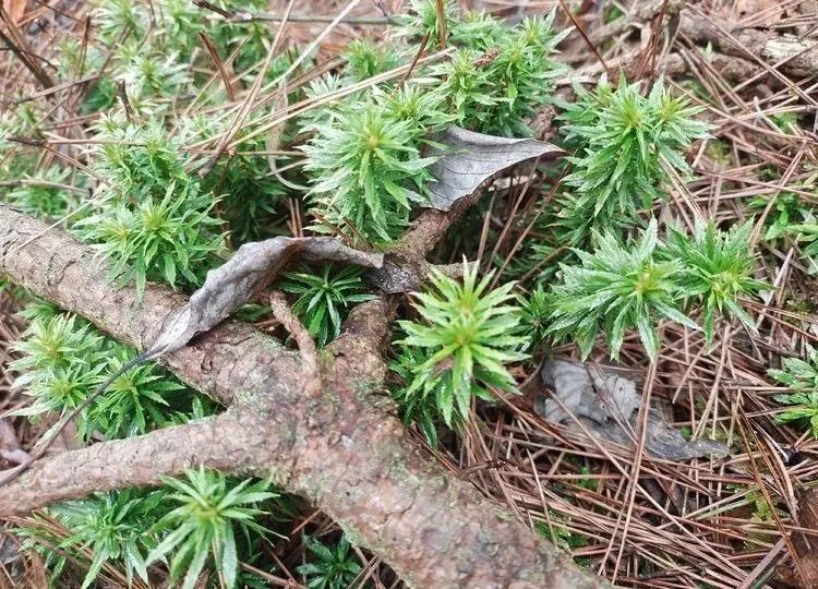 十分罕见，这种珍稀中草药在磐安大面积分布！