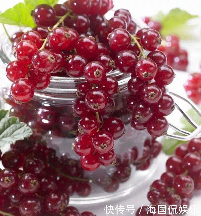 适应能力|盆栽一棵小果树,结出一串红果果,全家人吃不完!