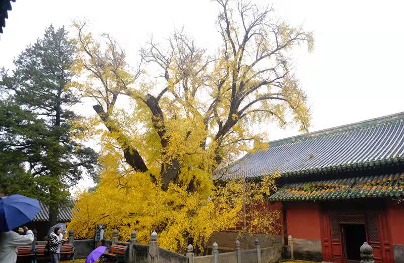 大觉寺|大觉寺千年银杏树“盛装谢幕”