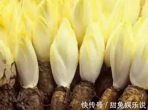 玉兰根|天然“降酸药”被发现了，每天吃一点，利尿消肿，痛风不再来