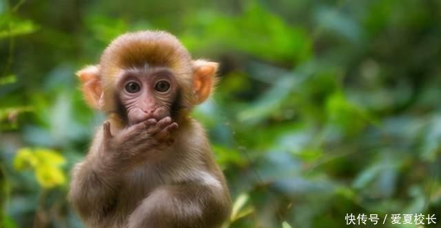 宝宝|生孩子要看属相?这4个属相的孩子有优势,孩子比同龄人更聪明