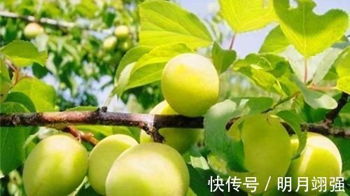 美容养颜|女性不想变黄脸婆，常吃3种食物，美容养颜，润泽肌肤，补益气血