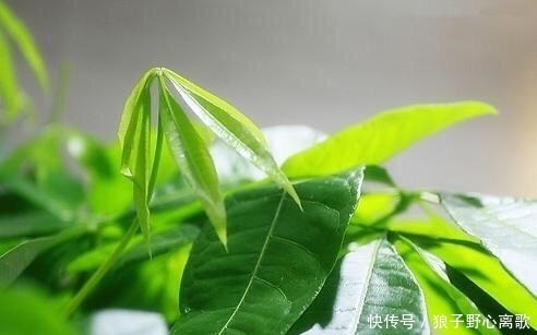 养发财树，注意1个小细节，不烂根不黄叶，嫩叶蹭蹭长，枝繁叶茂！