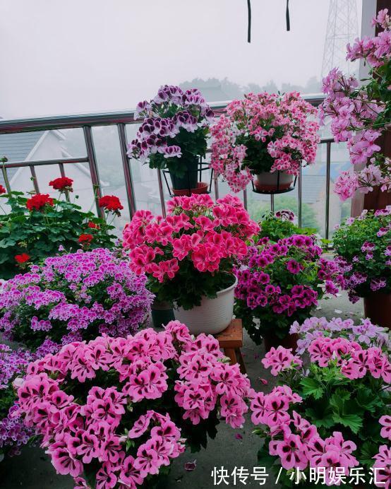 金鱼草|6种“漂亮花”,五块钱买一盆,持续开花200天,太便宜了