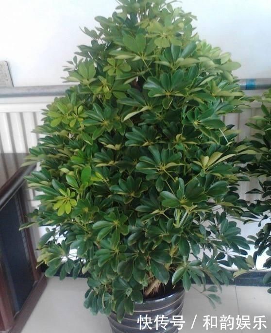 三伏天里,家里摆3种“叶子花”,叶子比花更漂亮,很有“档次”