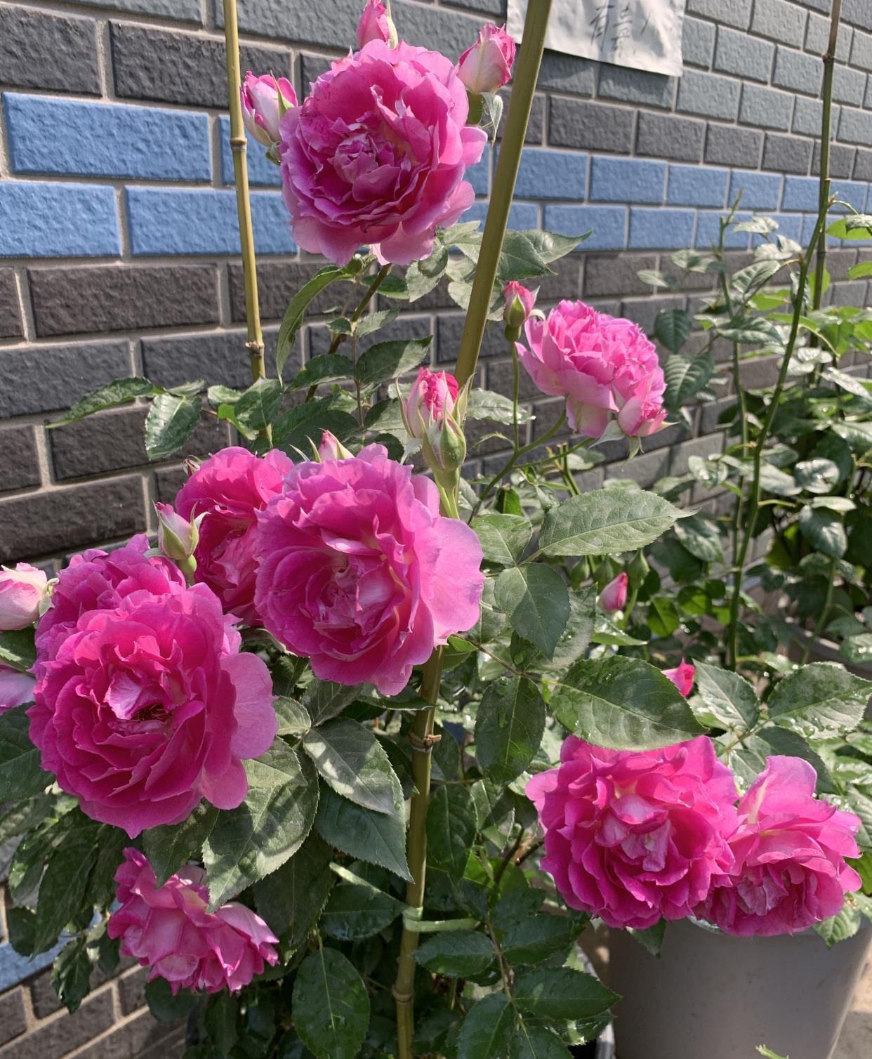 花型|阳台养花,养棵“天方夜谭”吧,美丽若牡丹,浓香四溢,多季花开