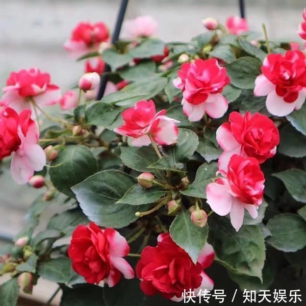 比长寿花还好养的“1种”阳台花，到了3月满盆冒花苞，谁养都活