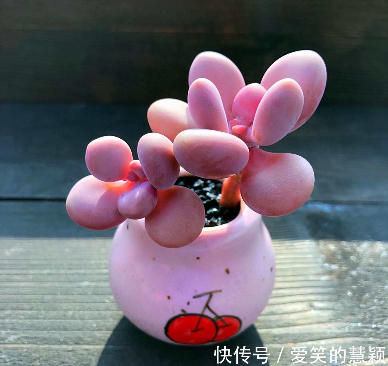 小花|多肉桃蛋培育成老桩，如何又好又快