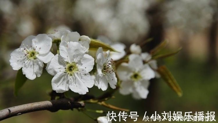 爱情|十天之内，缘分桃花非常妥协，爱情更加坚固的四个生肖