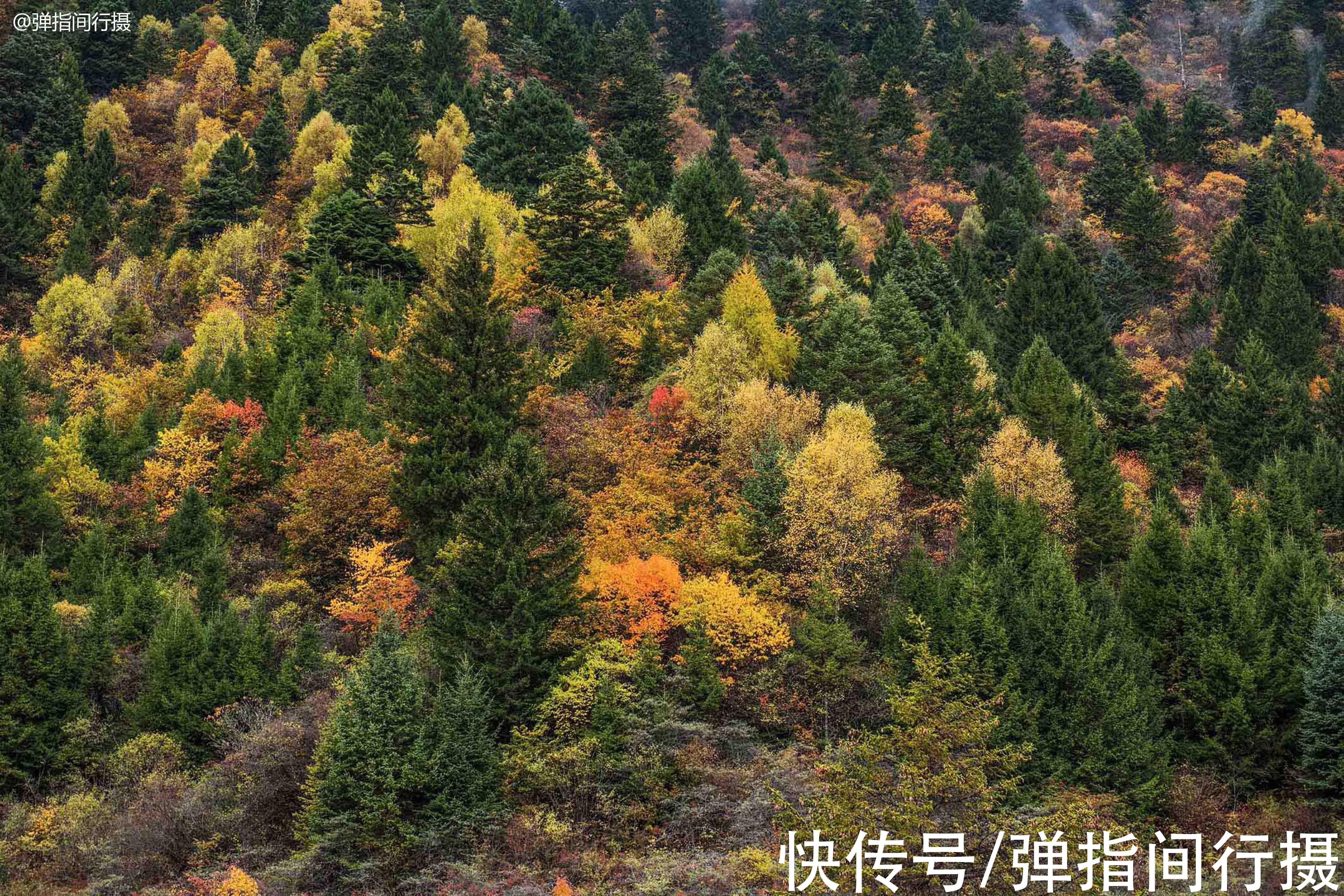 神鹰|失传已久的“德勒府”重现九寨，几百年前的藏区贵族生活再现人间