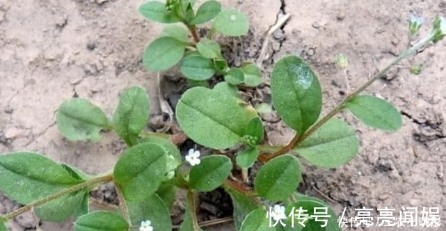 食用价值|农村一种常见植物俗称“附地菜”,既能食用也能药用,价值珍贵