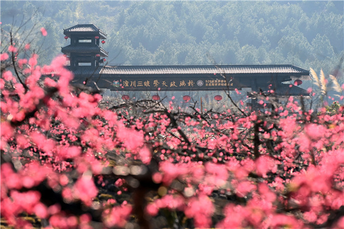 广东世外桃源连州万亩桃花盛放,打造出了水陆空洞四重桃花景观