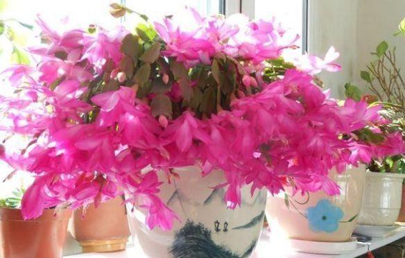 家养几种植物,阳台开出花海,四季繁花似锦,花姿妖娆