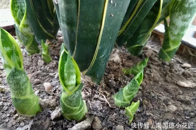 家家都有的“营养肥”,养虎尾兰管用,盆里浇一点新芽猛蹿