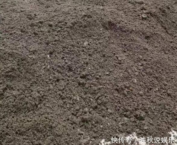 柳树|马齿苋树长得慢，涂点“自制生长液”，叶子如玉，还能养成老桩