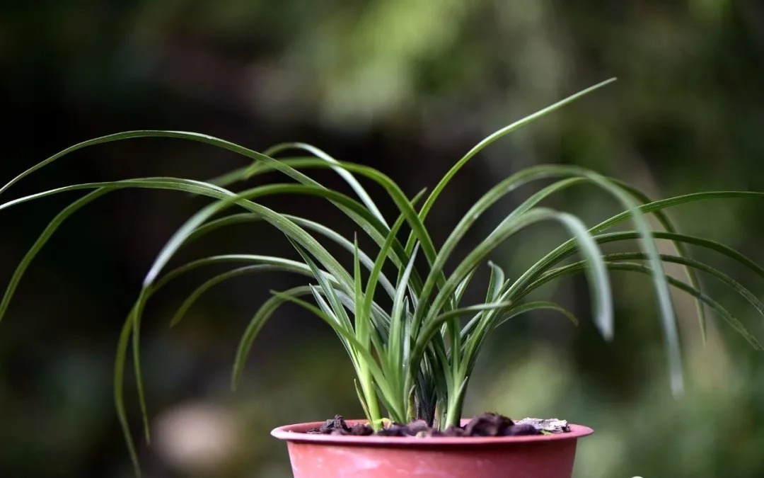 种植|兰花种植前，究竟要不要清洗兰根、浸泡药水？4种原因要明白