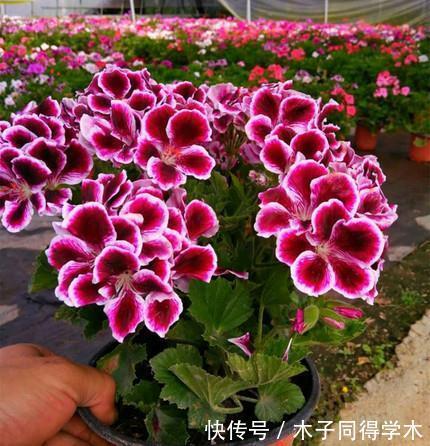 3种漂亮花，好养好看花期长，新手越养越上瘾，是阳台盆栽佳品！