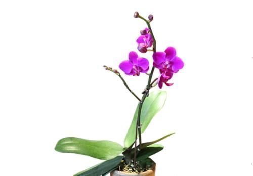 兰花|蝴蝶兰和兰花养护方法有差别,了解这三点,养哪一种也不难