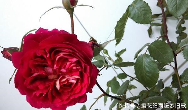 医生|月季马萨德医生，颜色鲜艳，多头开花，非常优秀的月季品种