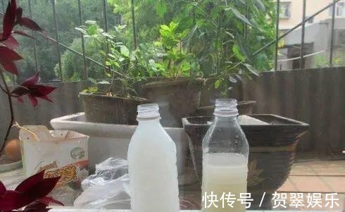 养护|李大爷养“米兰”,浇灌这种水,花苞多、花味香,养10年还在开