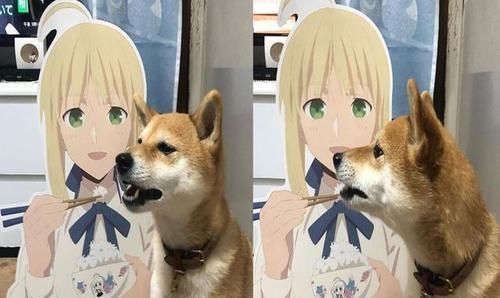 coser|柴犬“戏精”上身,各种COSPLAY神还原,柴犬:还有更难的吗?