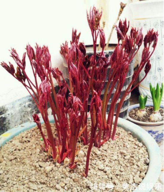 一段时间|婆婆10块钱买了盆彼岸花,一段时间长成这样,全家人都笑喷了!