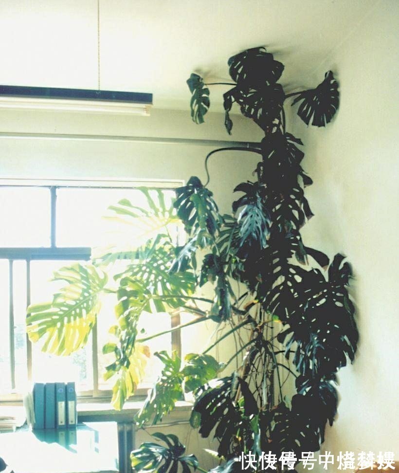 客厅摆放的4种绿植,不仅四季常青,还高贵典雅,品位不俗