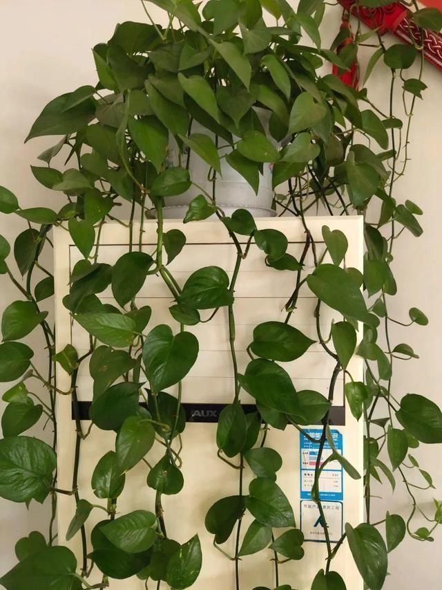 9种花真是老酒鬼，5天一小杯，叶子绿得像打蜡