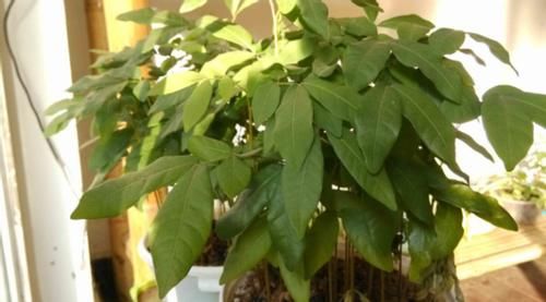 日常养花该准备什么肥？自制这3样就不错，肥效温和、材料易得