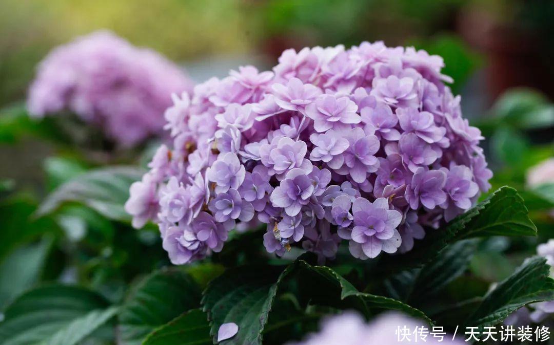 春秋开花的绣球花品种,新老枝条都有花,一起看看吧