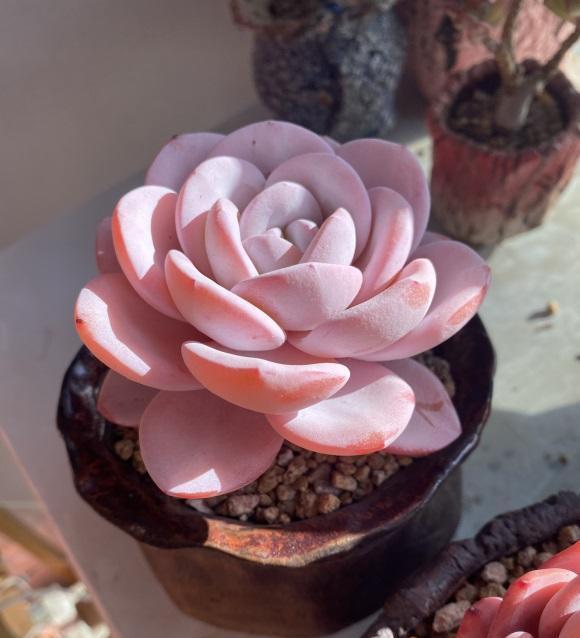 浇水|三伏天养多肉,必须进入懒人模式,不管不问,多肉反而长得好