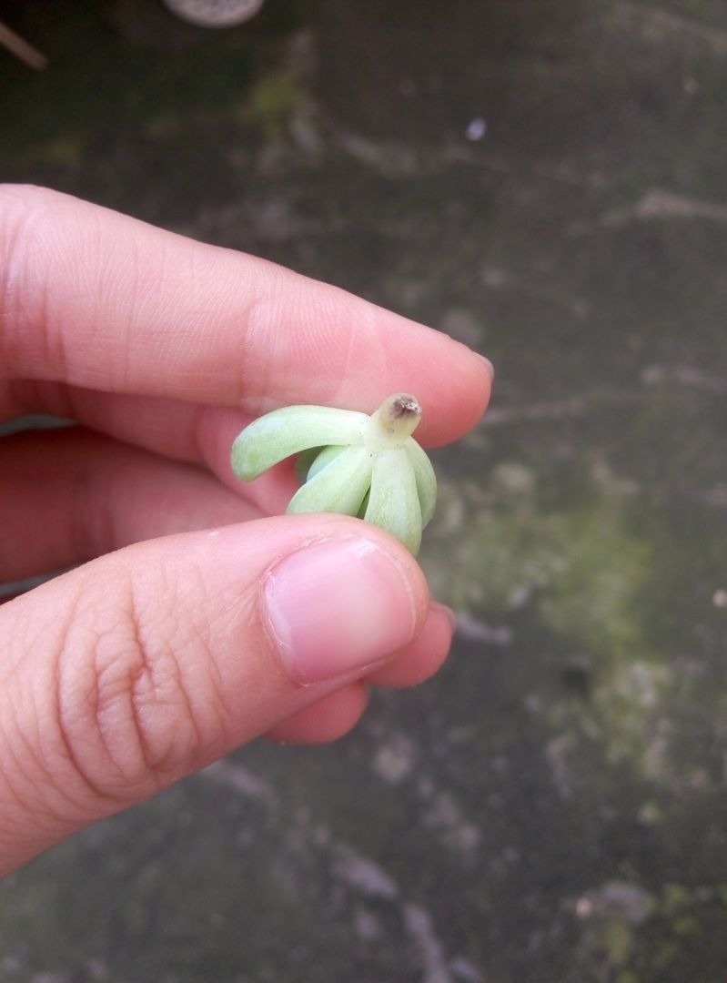  植物|原来砍头有这么多妙处，烂根黄叶别再困扰，拿把菜刀一砍就完事！