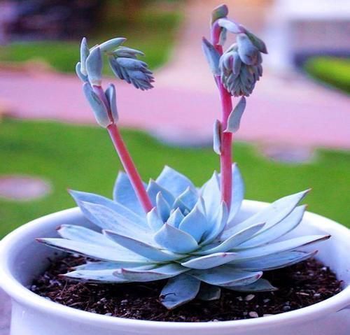 景天科|3种多肉别嫌丑,这样控养秒逆袭,变身后,“仙气飘飘”惹人爱!