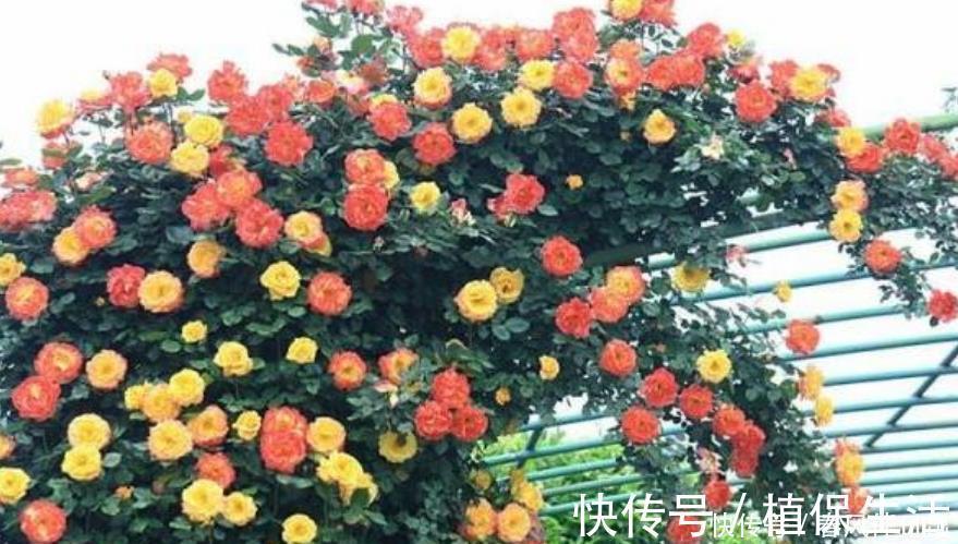 月季|居家就养此款花卉，开花大又香，开出一片花海