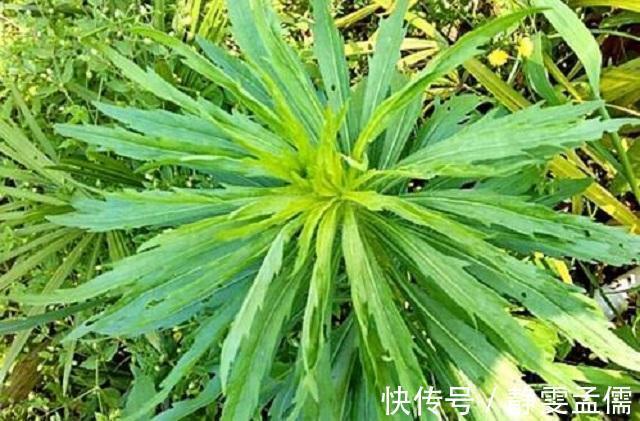 小知识|乡下1种蓬松小草，路边随处可见，常人遇到将其当杂草，错过宝贝