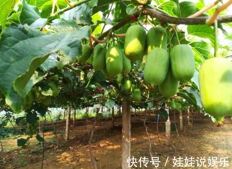 家里有院子，4种果树别嫌弃，好看好养活，比养花强