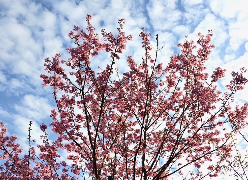 花开|春到明月村