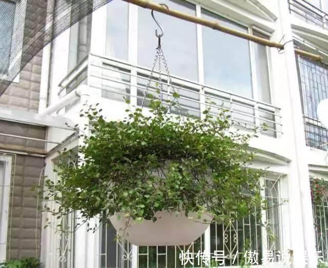 金心吊兰|吊兰、绿萝别再这么养,不然像打了激素,猛蹿个撑爆盆!