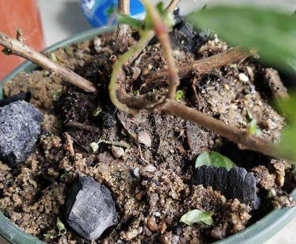 城市人养花，如何解决施肥难题3种方法，教你不花钱就养好花