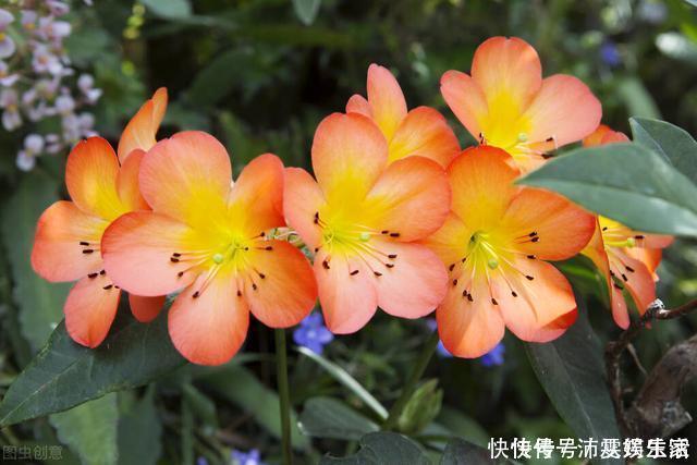 构造|让君子兰开好花的“钥匙”，就握在你手里，它的“构造”很简单