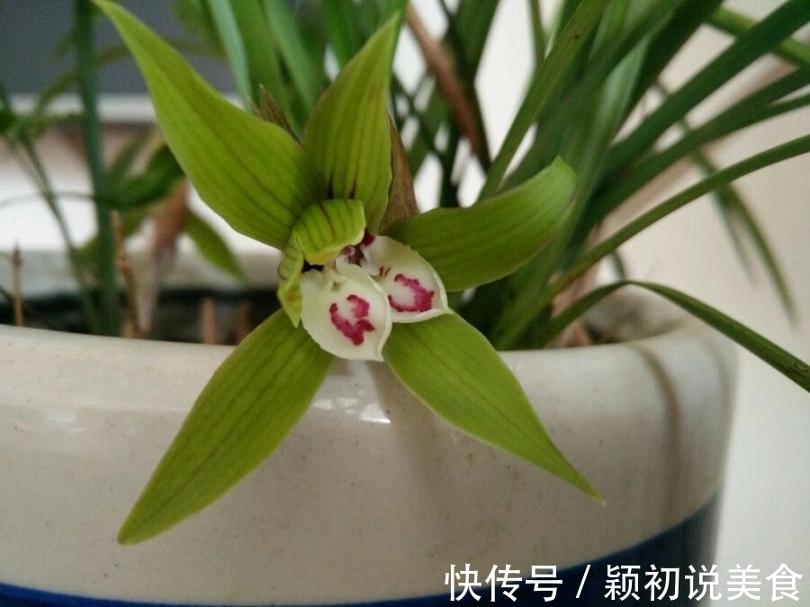 苔藓养兰花的2个妙用，保湿透气又促根，很快冒出水晶头