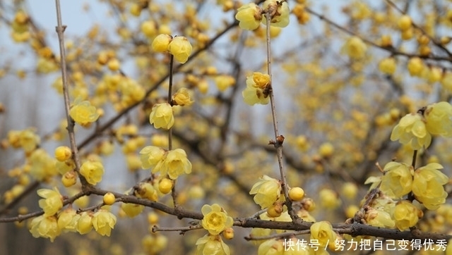 这三种花，院子种一棵，冬日暖起来