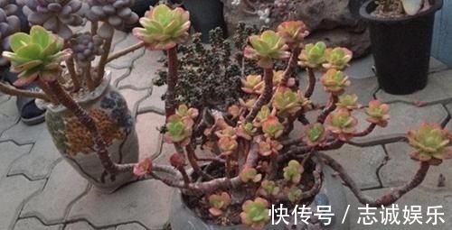 多肉|养多肉植物,用上4个“小技巧”,长成老桩更漂亮