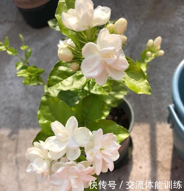  茉莉花开花少3个原因！做好3步，茉莉花芽多枝壮，夏天一直爆花！