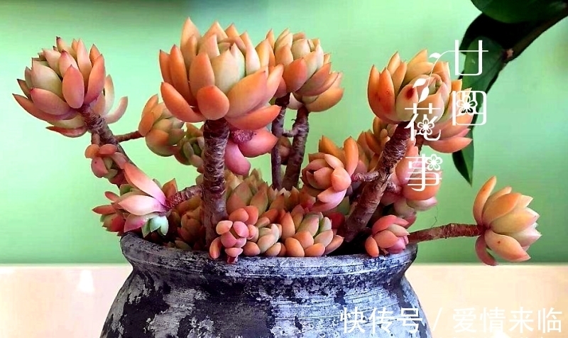 多肉|8款多肉“爆崽王”,不用砍头就能群生爆盆,养起来成就感满满!