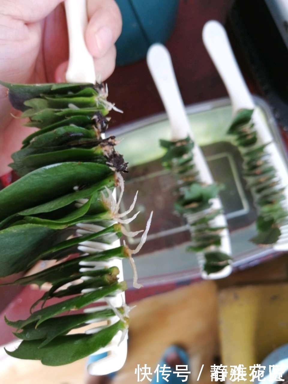 她繁殖蟹爪兰，就用1把“梳子”，3周长出“胡须根”