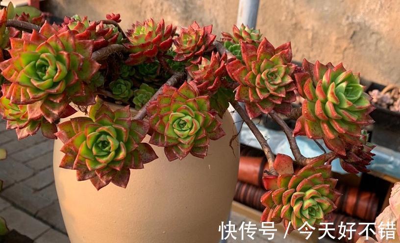 为什么建议大家居家盆栽蒂亚?全因这款多肉有3大亮点