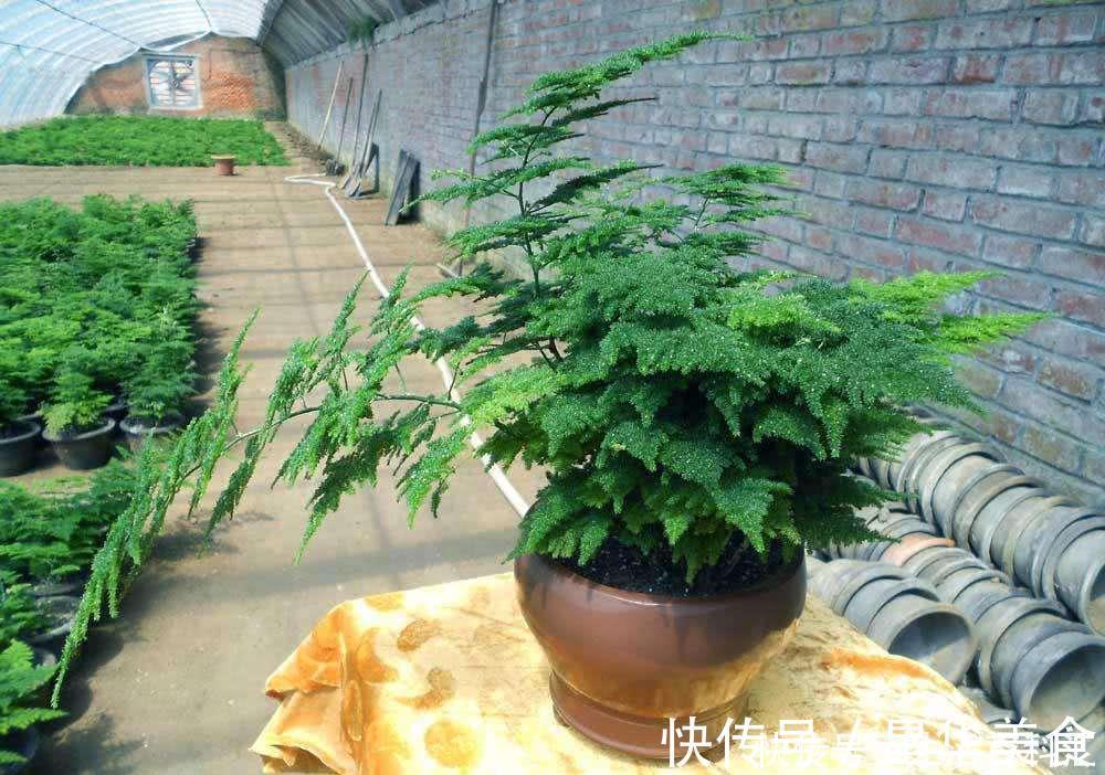 家里养上5种“竹”,吉祥“好运”,清雅大气,添福又添丁