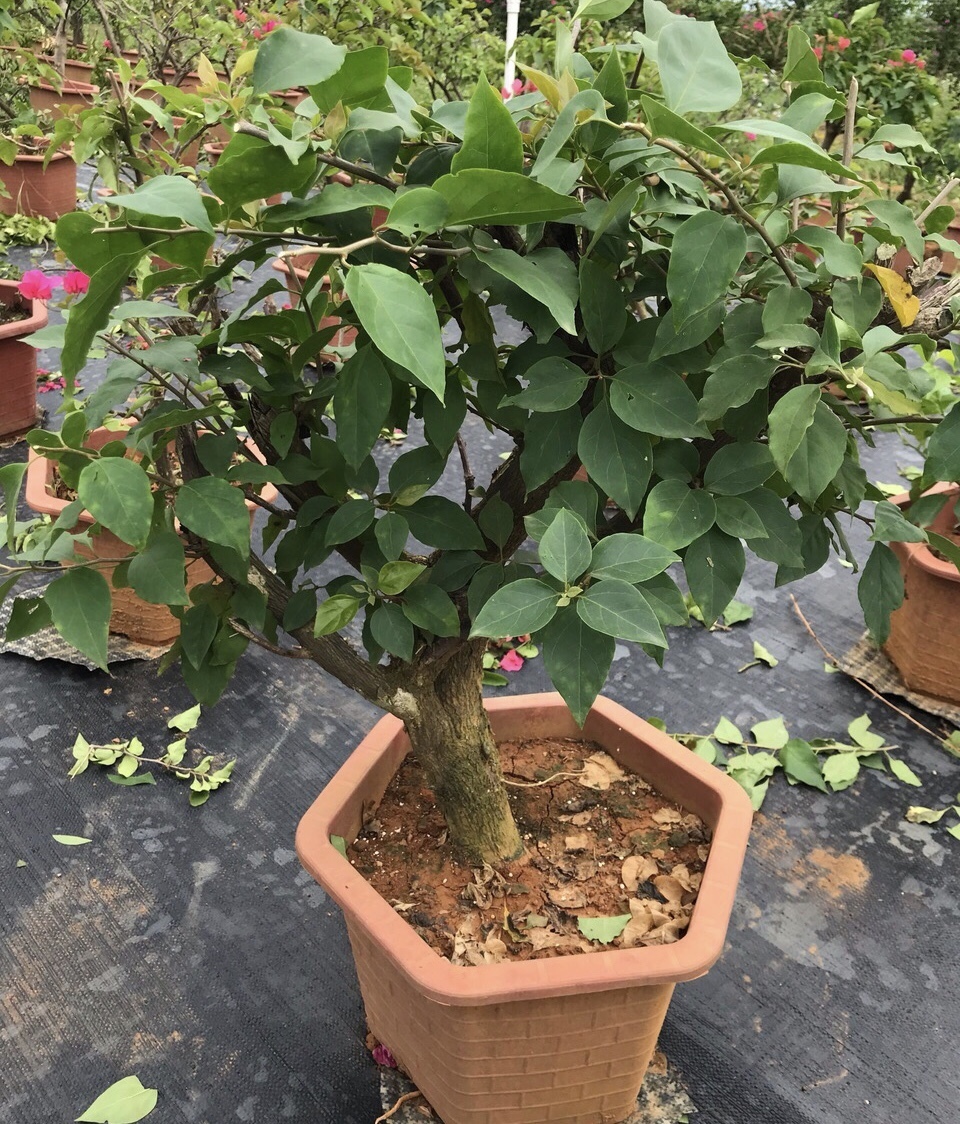 三角梅叶子“卷曲”、不开花学会这几招，叶子嗖嗖冒，花朵爆盆