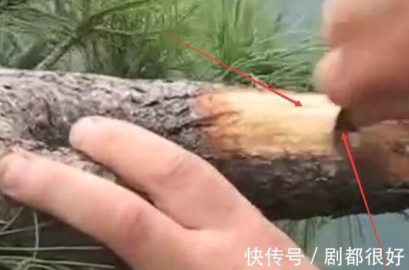 树皮|白骨森森，的舍利松树盆景图解，10图10个步骤，为大家解惑